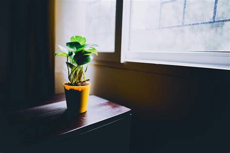 浴室適合放什麼植物|什麼植物最適合放在浴室：淨化空氣、增添生氣的入門指南 